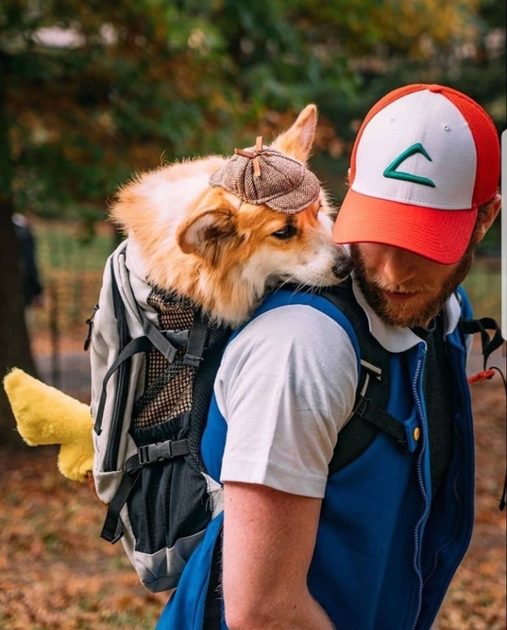 Detective Pikachu - Cosplay, Pikachu, Detective Pikachu, Dog, Corgi, Longpost, Ash Ketchum