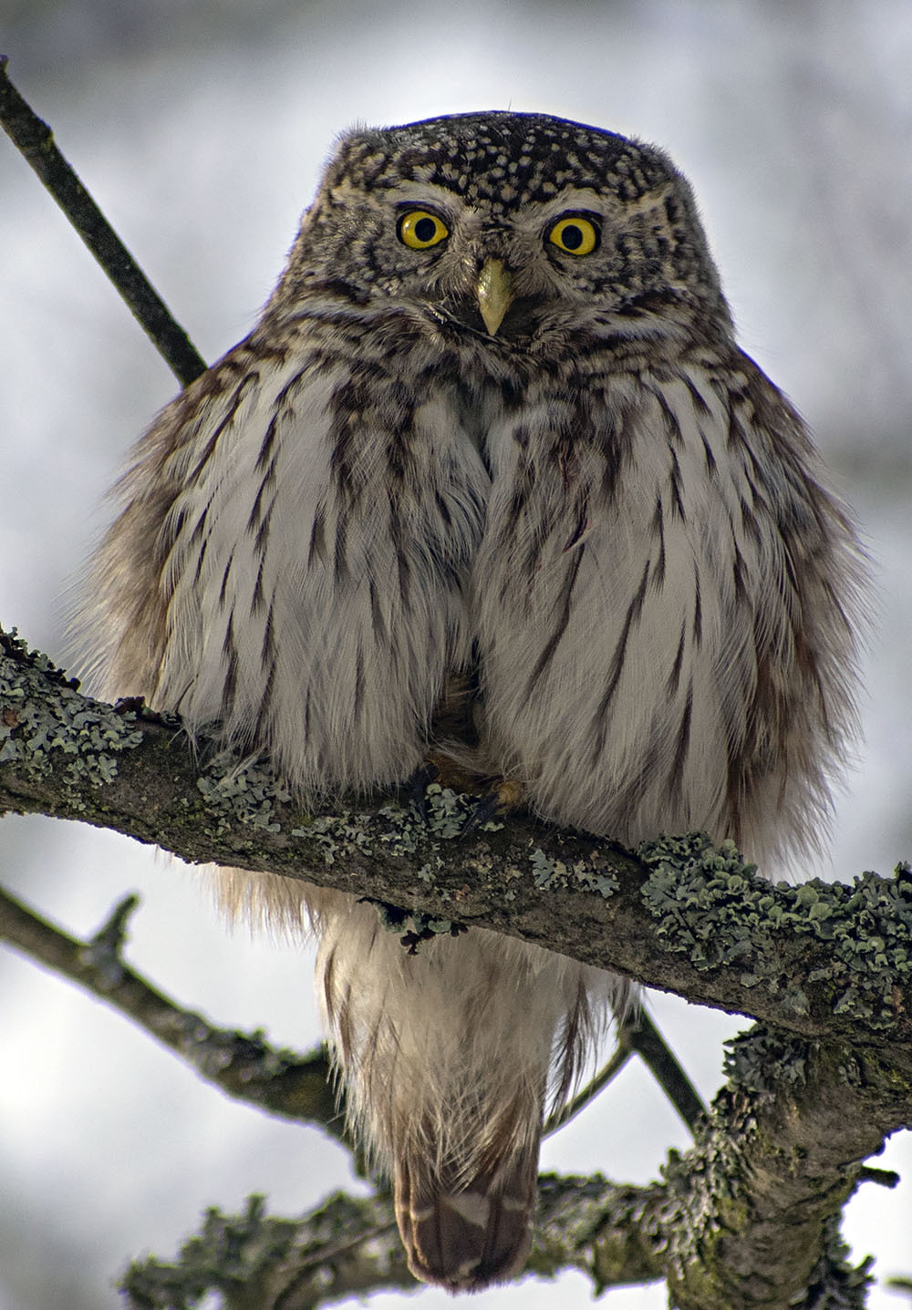 Great Sparrow Owl - My, Ornithology, Schelkovo, Nature, Owl, Predator, Photo hunting, Birds, Video, Longpost, Sparrow owl