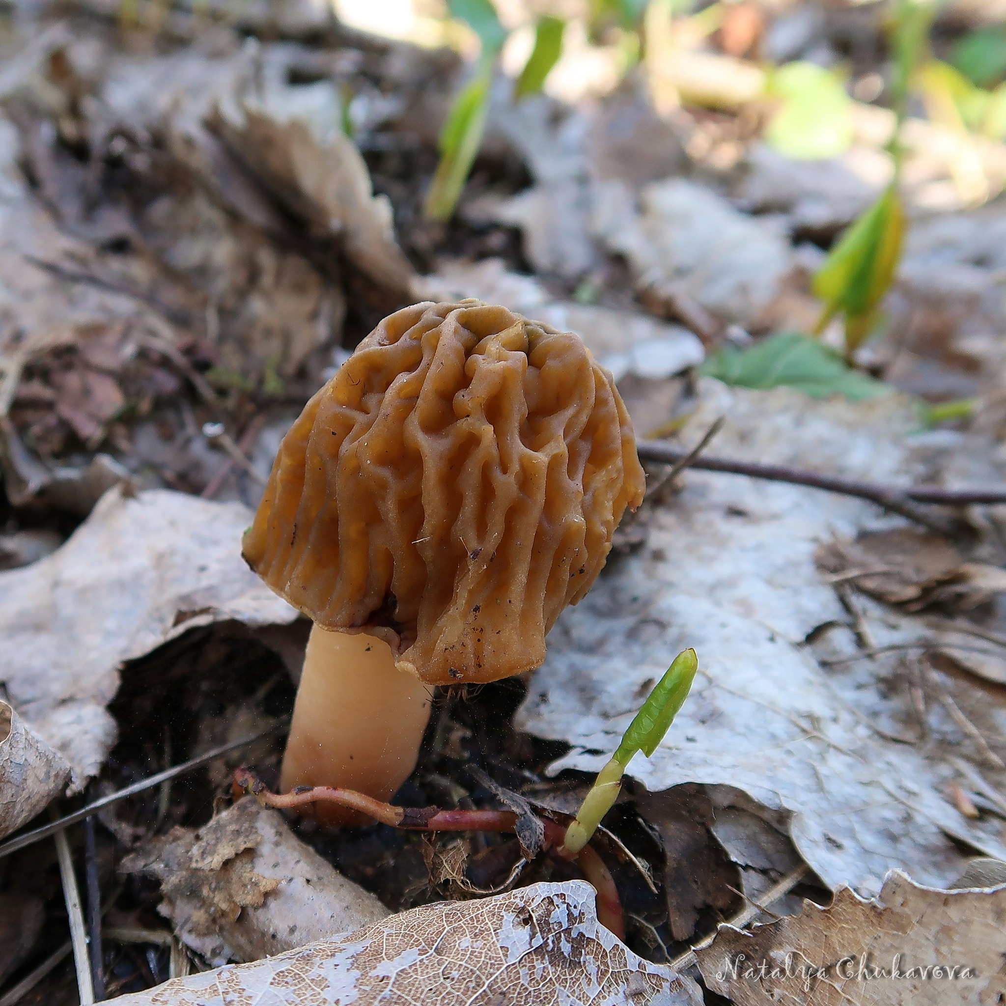 Spring mushrooms - My, Mushrooms, Fungi, Mushrooms Art, Morels, Spring, Spring Mushrooms Morels, Longpost, Silent hunt