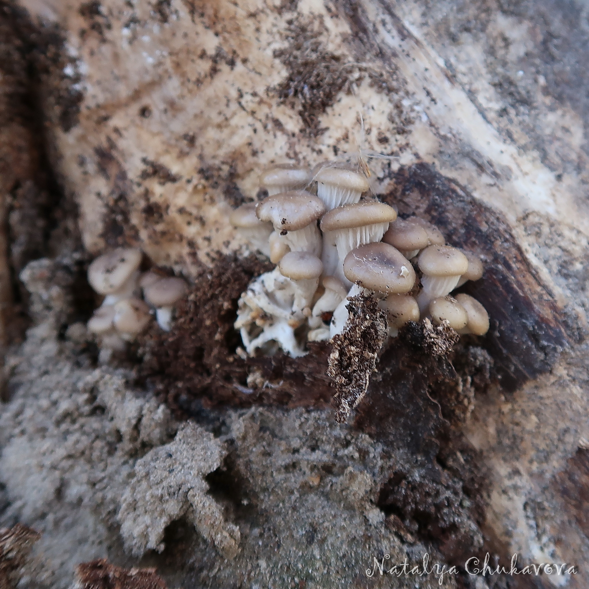 Spring mushrooms - My, Mushrooms, Fungi, Mushrooms Art, Morels, Spring, Spring Mushrooms Morels, Longpost, Silent hunt