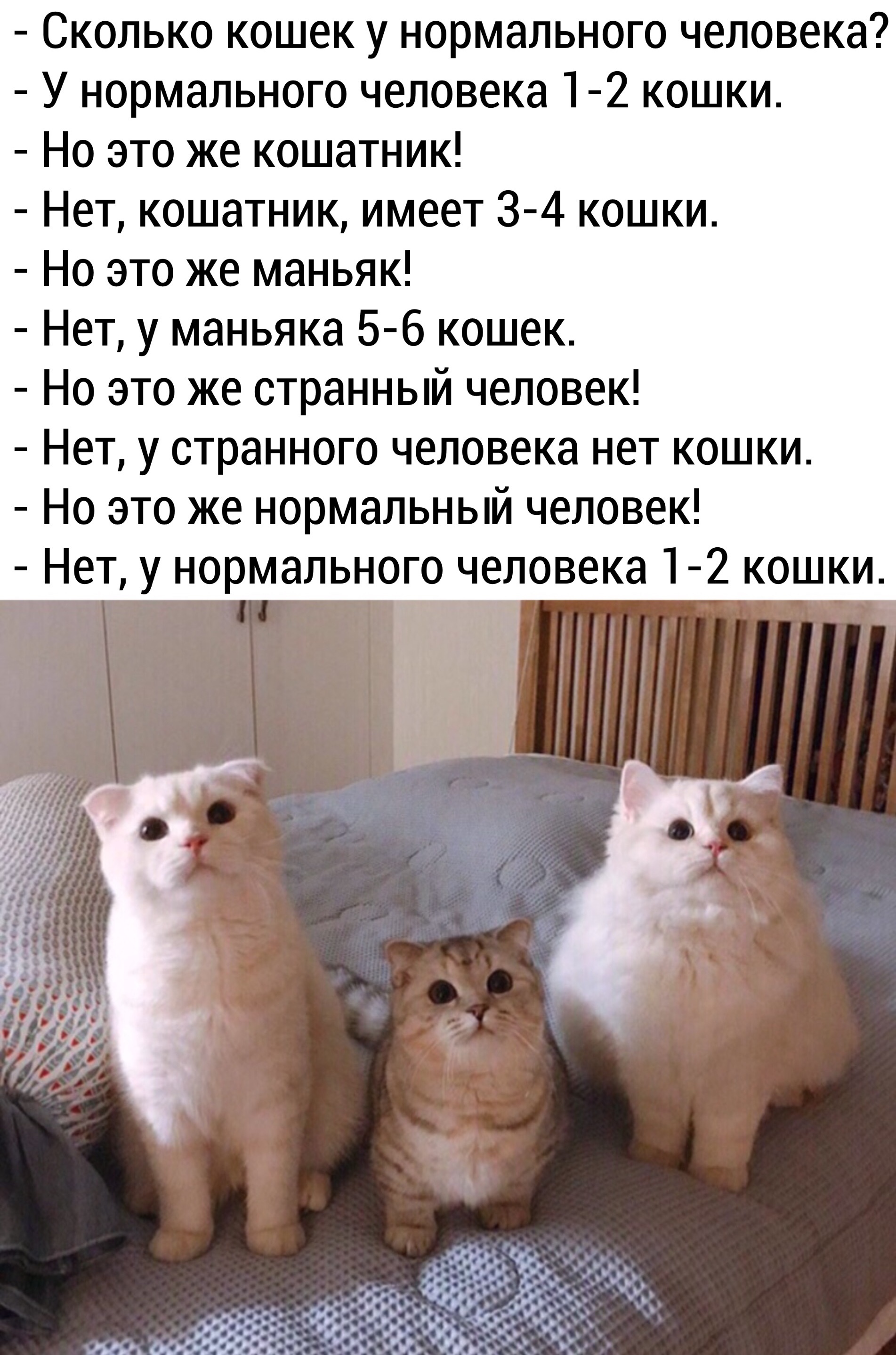 Сколько новая кошка. 1-2 Кота это нормальный человек. Сколько кошек у нормального человека 1-2 кошки. Нормальный человек это один кот. У нормального человека два кота.