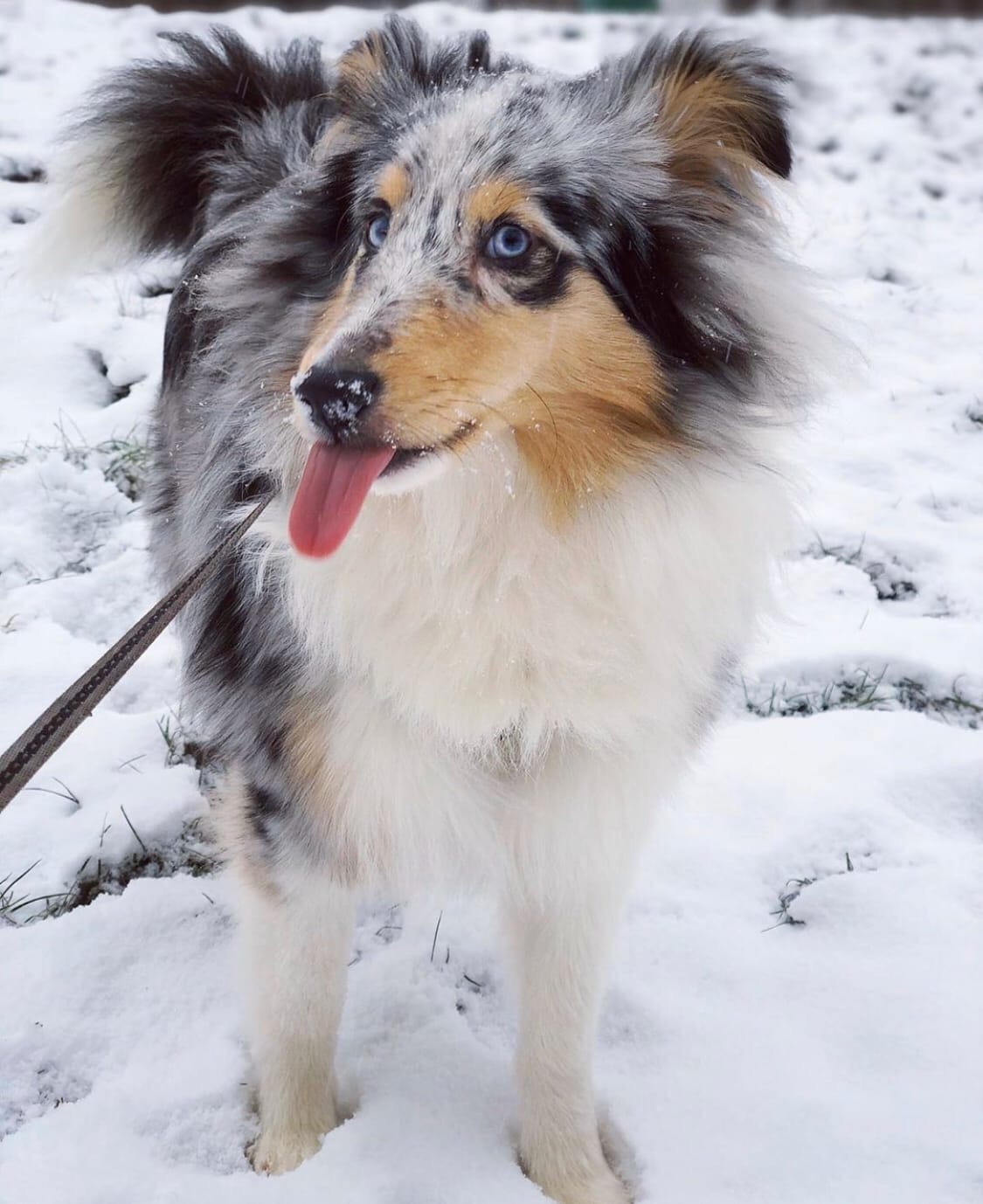 Was/Became - My, Sheltie, Dog, Longpost, It Was-It Was