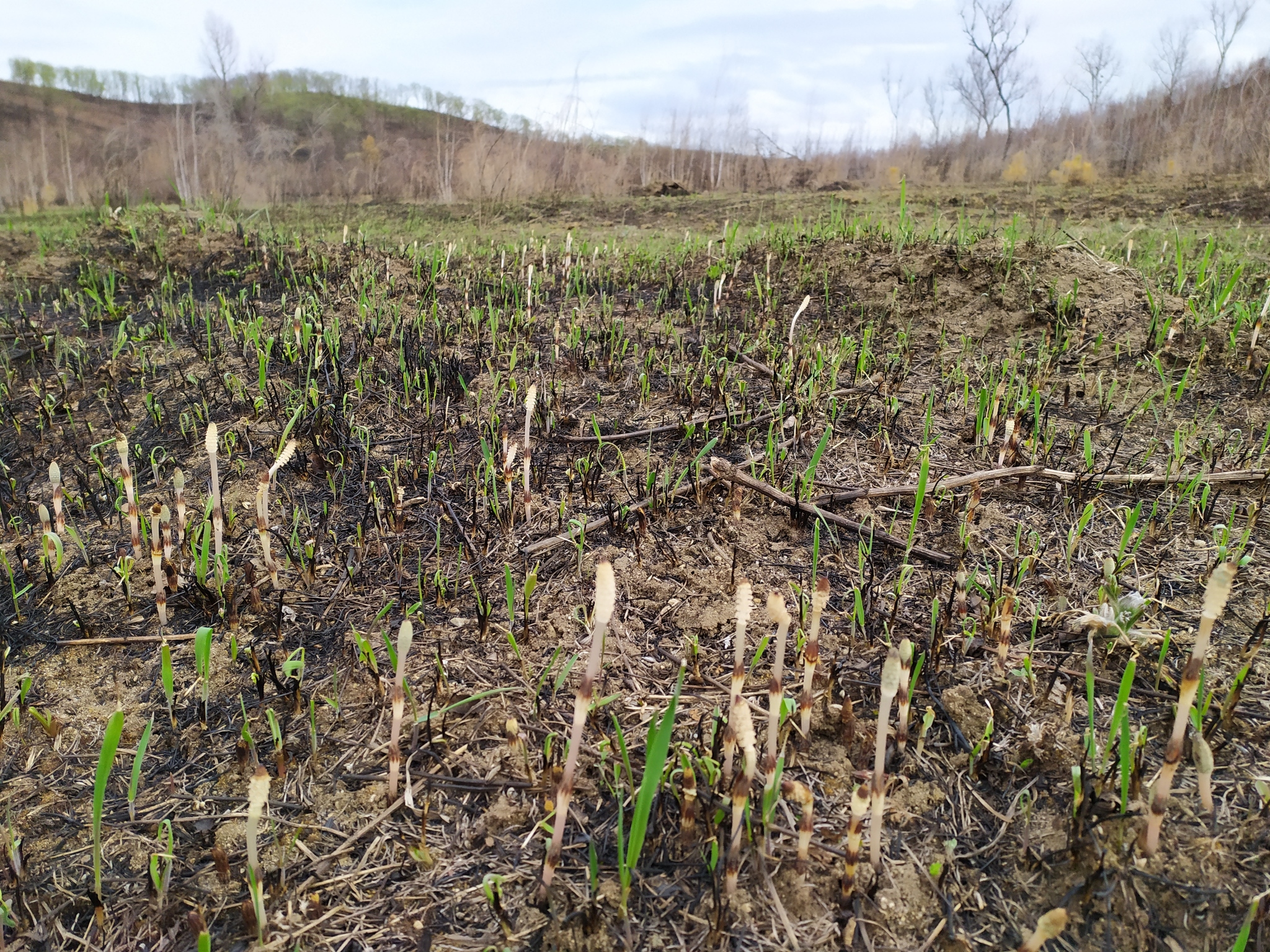 Just think, there's a fire. I can still do it! - My, Grass, Nature, Fire, Amur region, Spring, Longpost