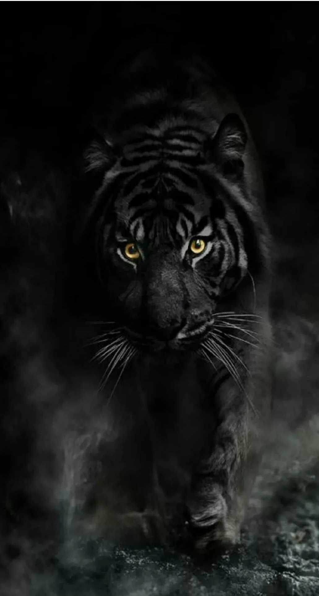 Who is Black Panther? - Black Panther, Melanism, Animals, Longpost, Big cats