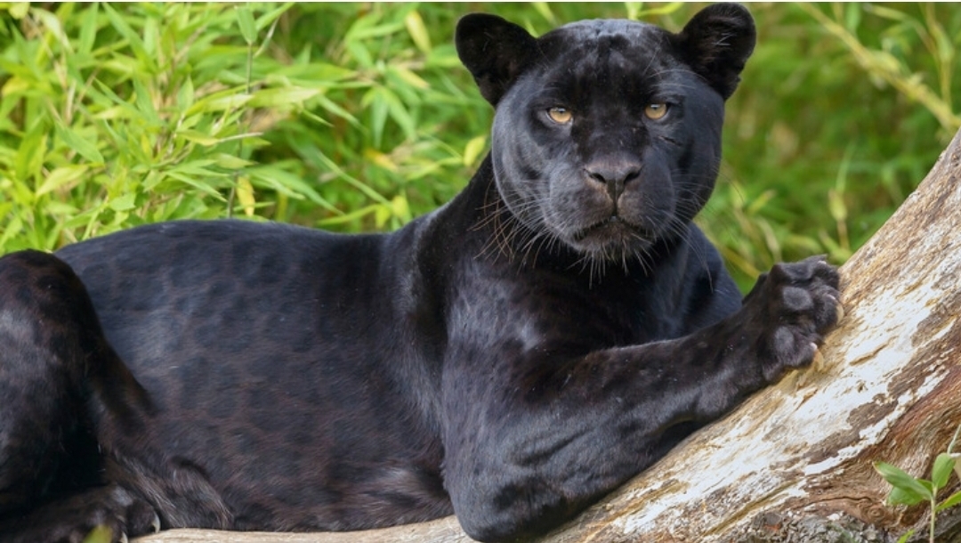 Who is Black Panther? - Black Panther, Melanism, Animals, Longpost, Big cats