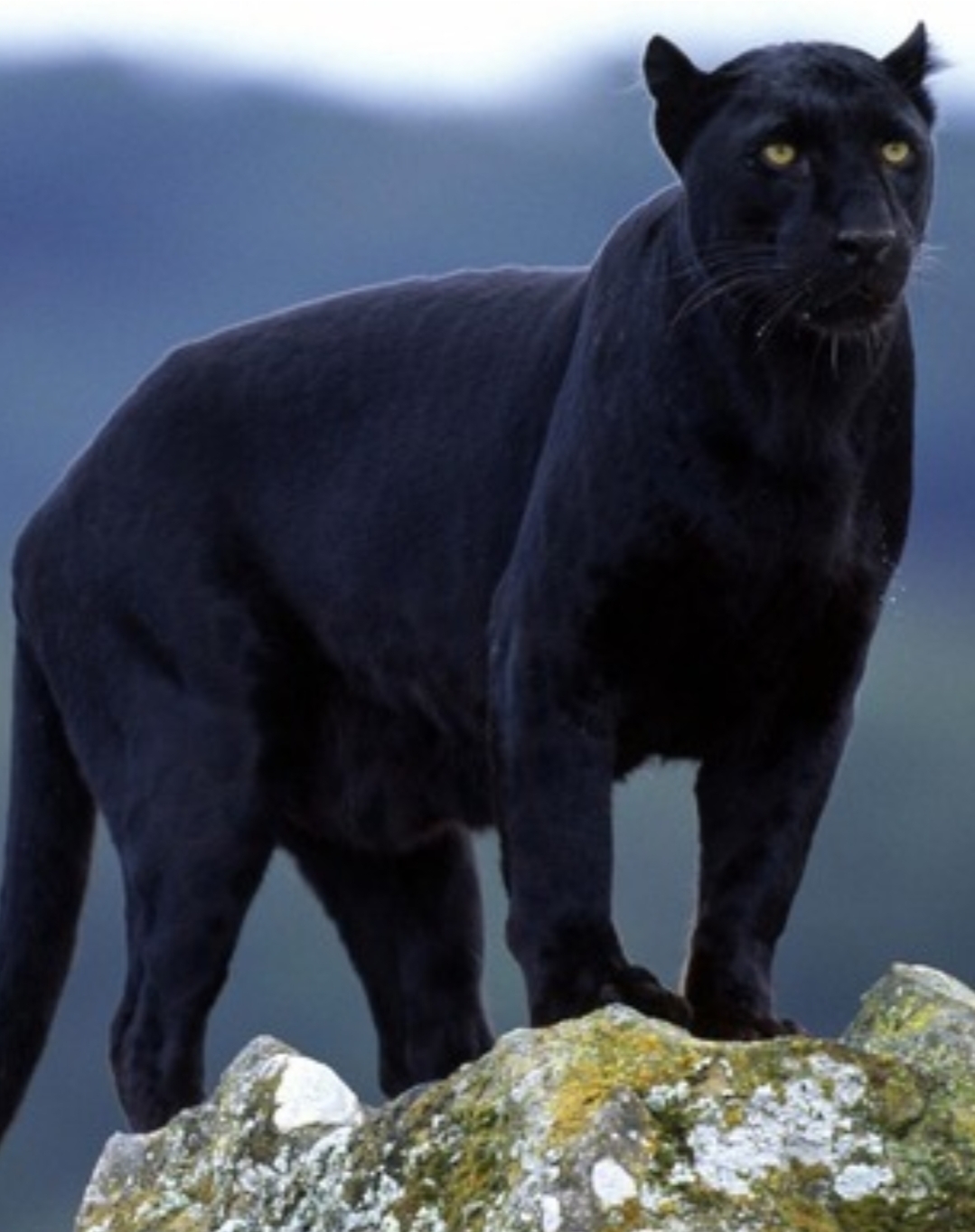 Who is Black Panther? - Black Panther, Melanism, Animals, Longpost, Big cats