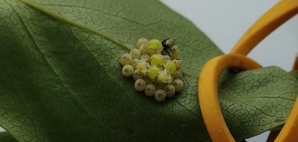 Growing new life in quarantine (insects) - My, Ovipositor, Expectation, Butterfly, Жуки, Bedbugs, Video, Longpost