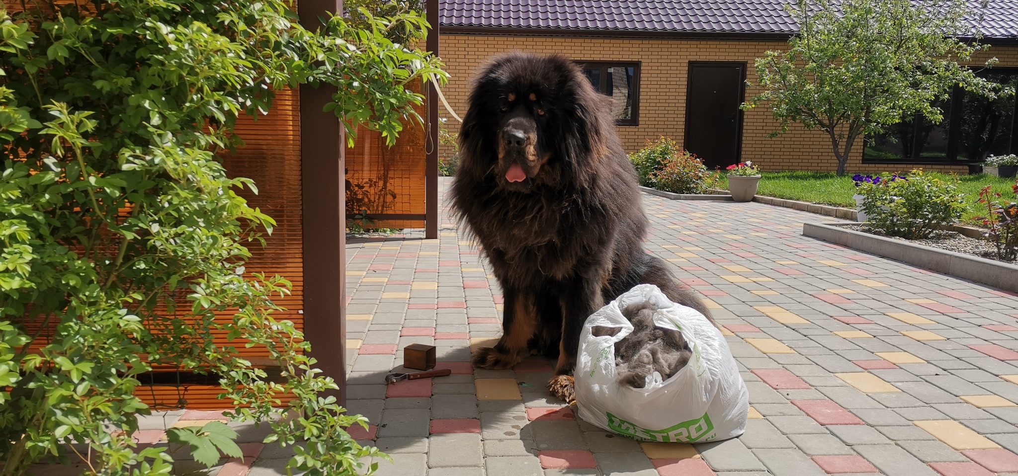 Everything you wanted to know about the Tibetan Mastiff. Or they didn't want to. Or not everything) - My, Tibetan mastiff, Dog, Good boy, Longpost