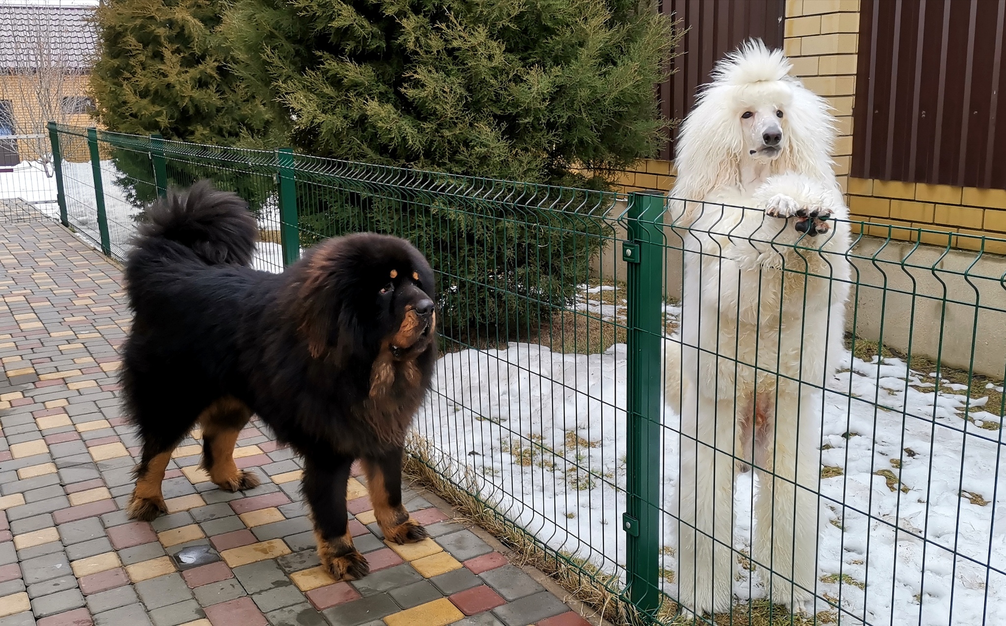 Everything you wanted to know about the Tibetan Mastiff. Or they didn't want to. Or not everything) - My, Tibetan mastiff, Dog, Good boy, Longpost