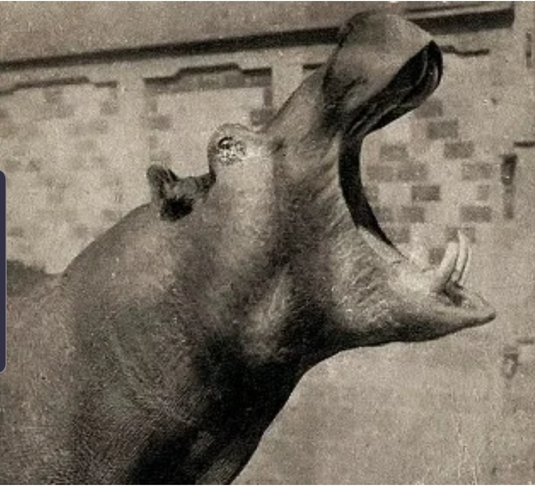 How a Red Army soldier saved a hippopotamus with vodka. The story of the legendary Hans and his descendants - hippopotamus, Real life story, Zoo, Exit, Kaliningrad, Vodka, Longpost