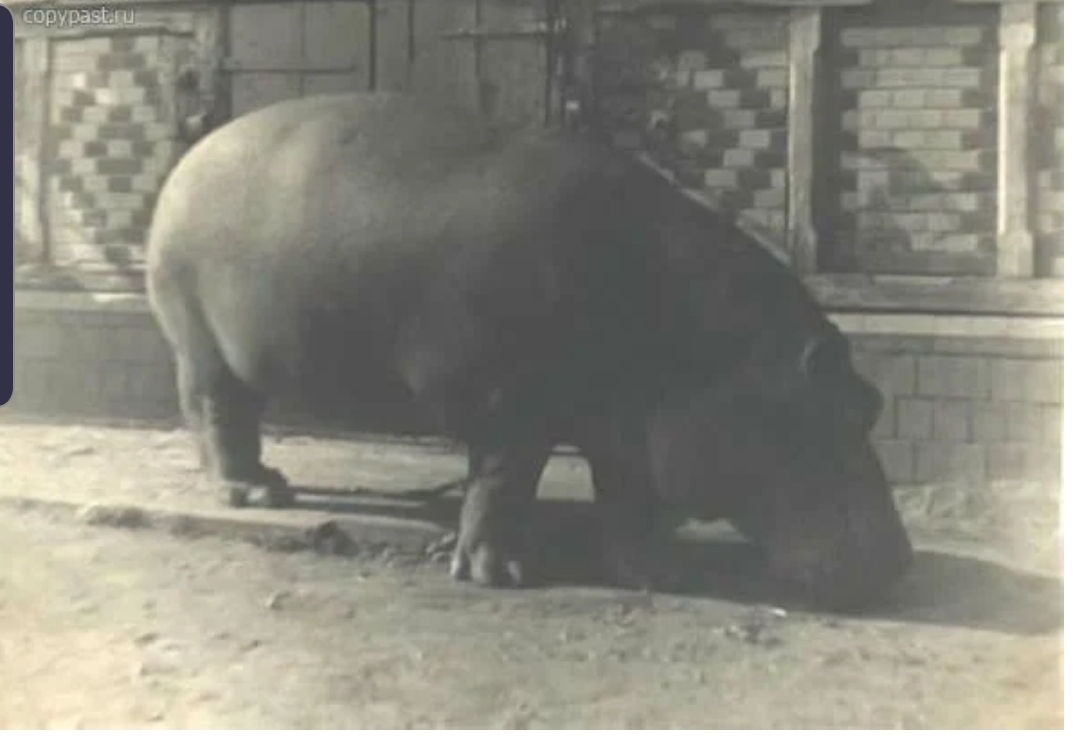 How a Red Army soldier saved a hippopotamus with vodka. The story of the legendary Hans and his descendants - hippopotamus, Real life story, Zoo, Exit, Kaliningrad, Vodka, Longpost