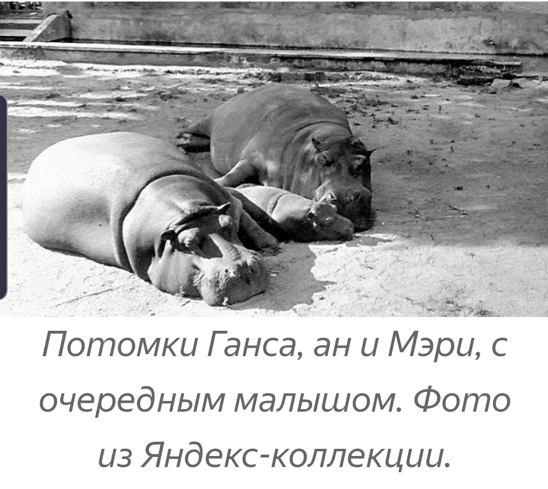 How a Red Army soldier saved a hippopotamus with vodka. The story of the legendary Hans and his descendants - hippopotamus, Real life story, Zoo, Exit, Kaliningrad, Vodka, Longpost