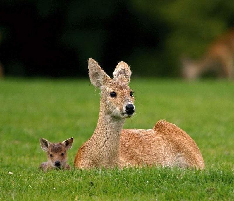 Saber-toothed deer - My, Deer, Musk deer, Animals, Land of the Leopard, Longpost