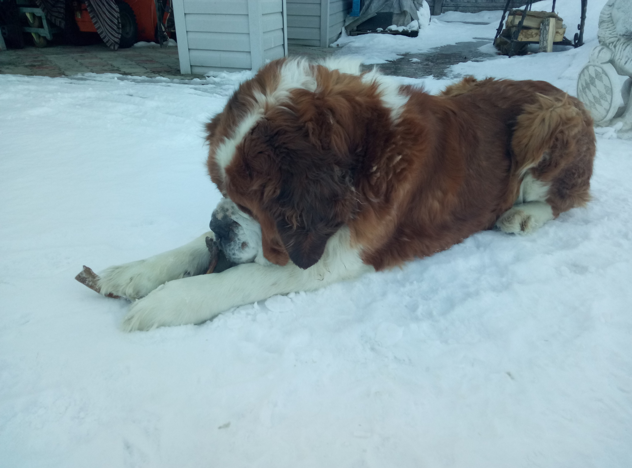 My dogs - My, Dog, St. Bernard, Dachshund, Longpost, The photo, Taxanakolesakh, Intervertebral hernia, Video