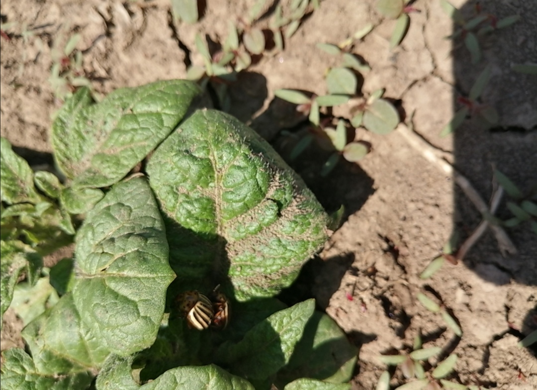 Identification and elimination of the Colorado potato beetle insect agents sent by the State Department! Humor title... - My, Garden, Colorado beetle, Pests, Potato, Insect control, Жуки, Humor, Longpost