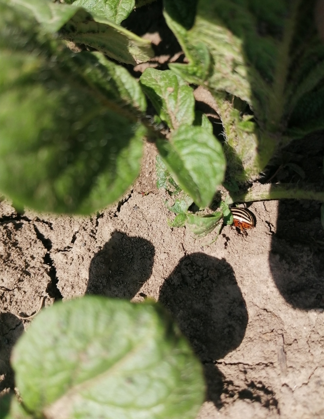 Identification and elimination of the Colorado potato beetle insect agents sent by the State Department! Humor title... - My, Garden, Colorado beetle, Pests, Potato, Insect control, Жуки, Humor, Longpost