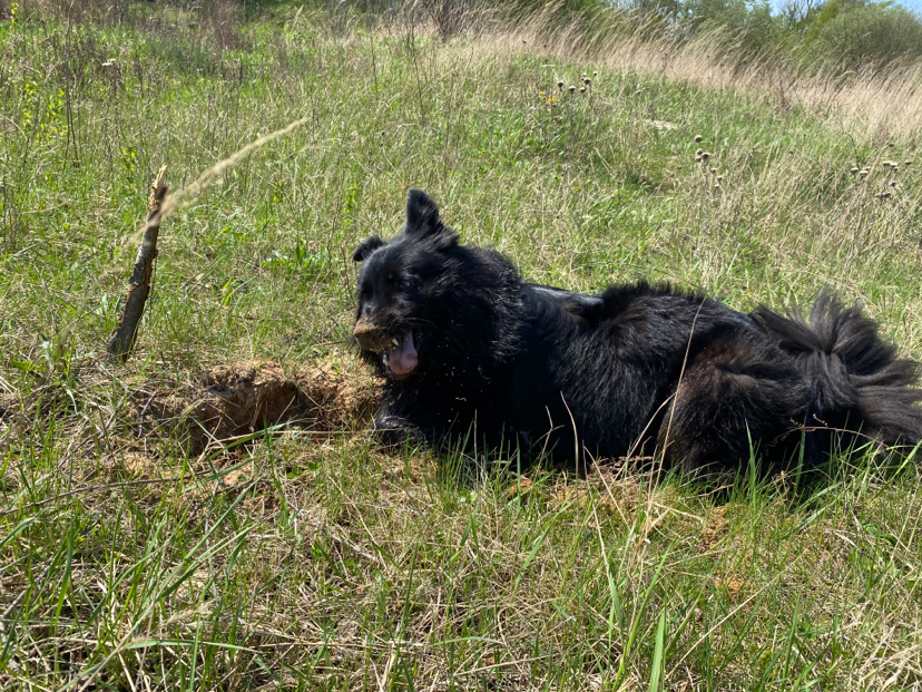 What a tasteless root - My, Dog, Muzzle, The photo