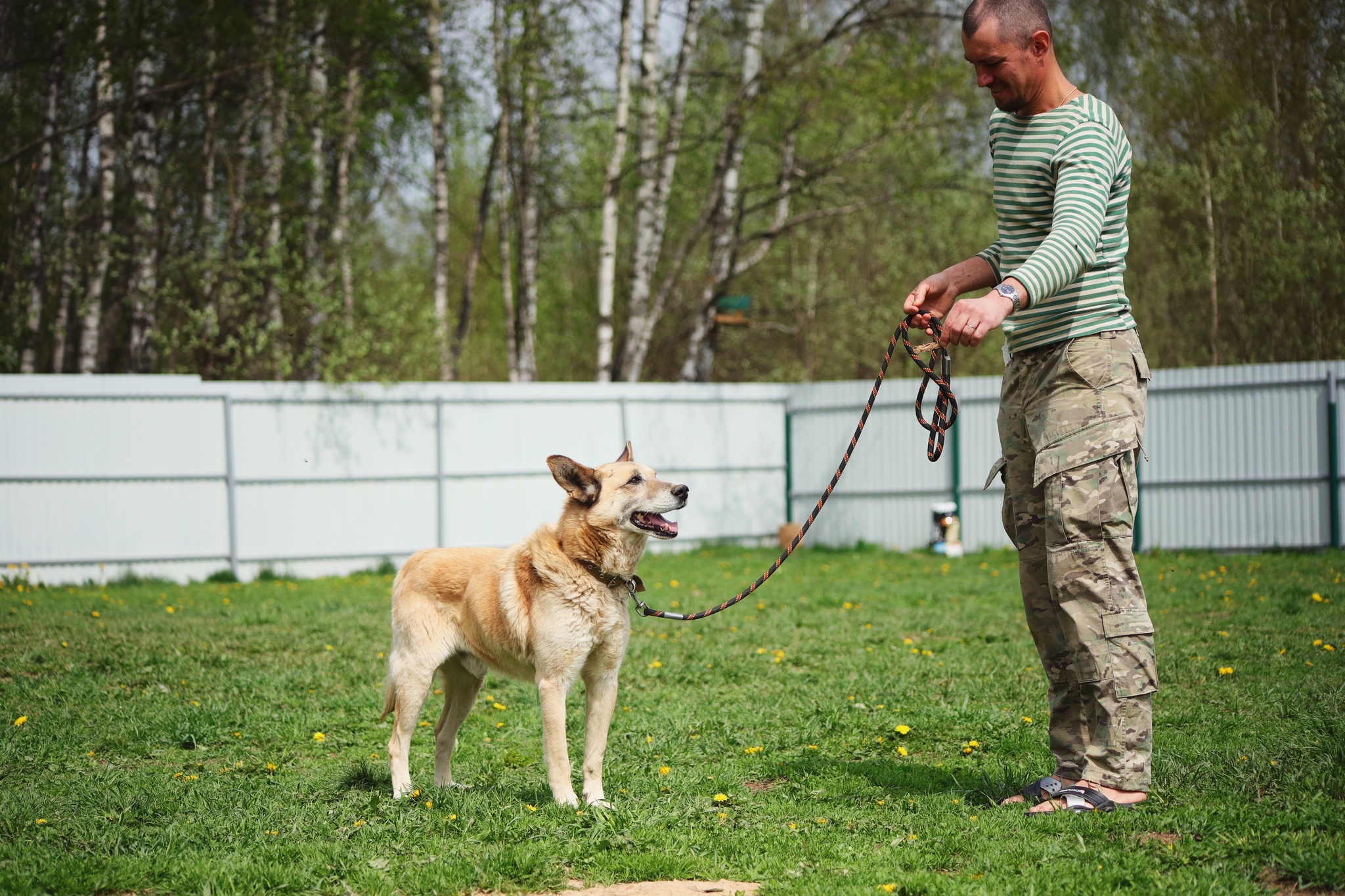 An adult dog deserves love too, as a gift - My, Dog, Moscow, Moscow region, In good hands, No rating, Longpost