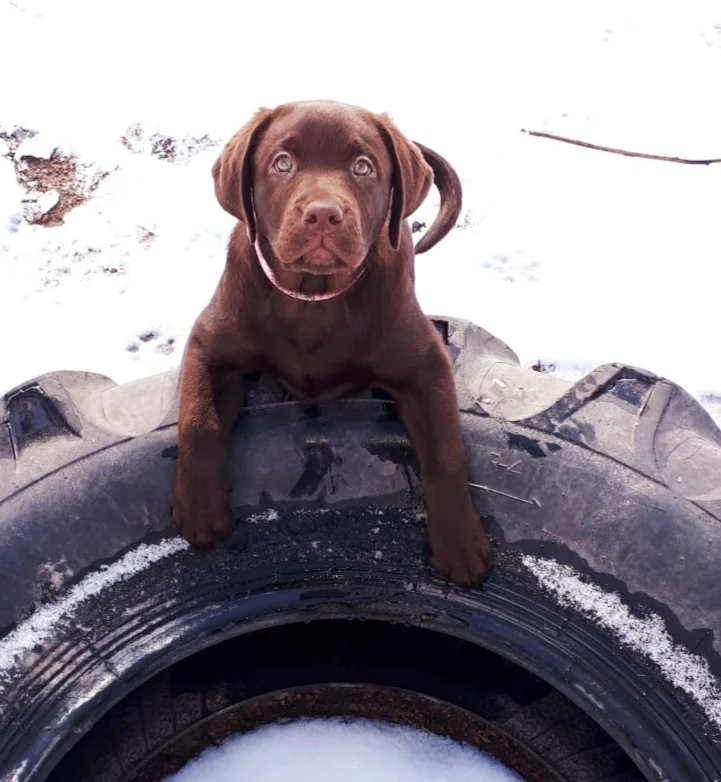 In my heart forever - My, Dog, Best friend, Labrador, Longpost, Negative