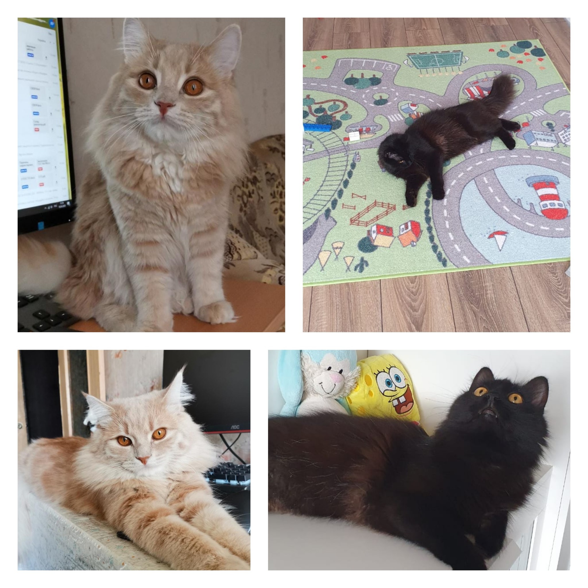 GREETINGS FROM HOME FROM CATS (SECOND PART) - Moscow, cat, Kittens, No rating, Good league, In good hands, Animal shelter, Video, Longpost