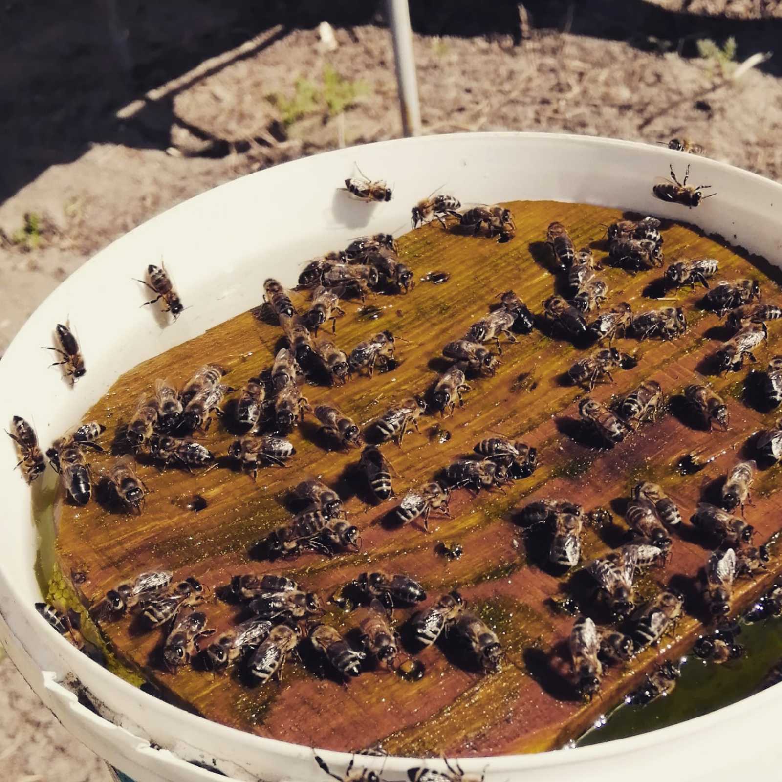 The family is not gaining strength - My, Bees, Beekeeping, Apiary