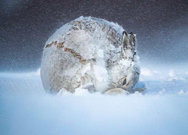 Photographs of animals and nature that were named the best in the USA - The photo, The best, Longpost