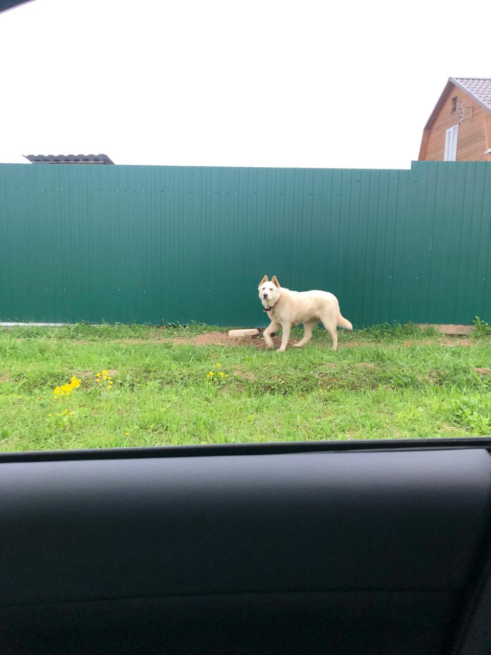 Dog found, Kolomna district - My, Found a dog, The dog is missing, Kolomna, Longpost, Dog