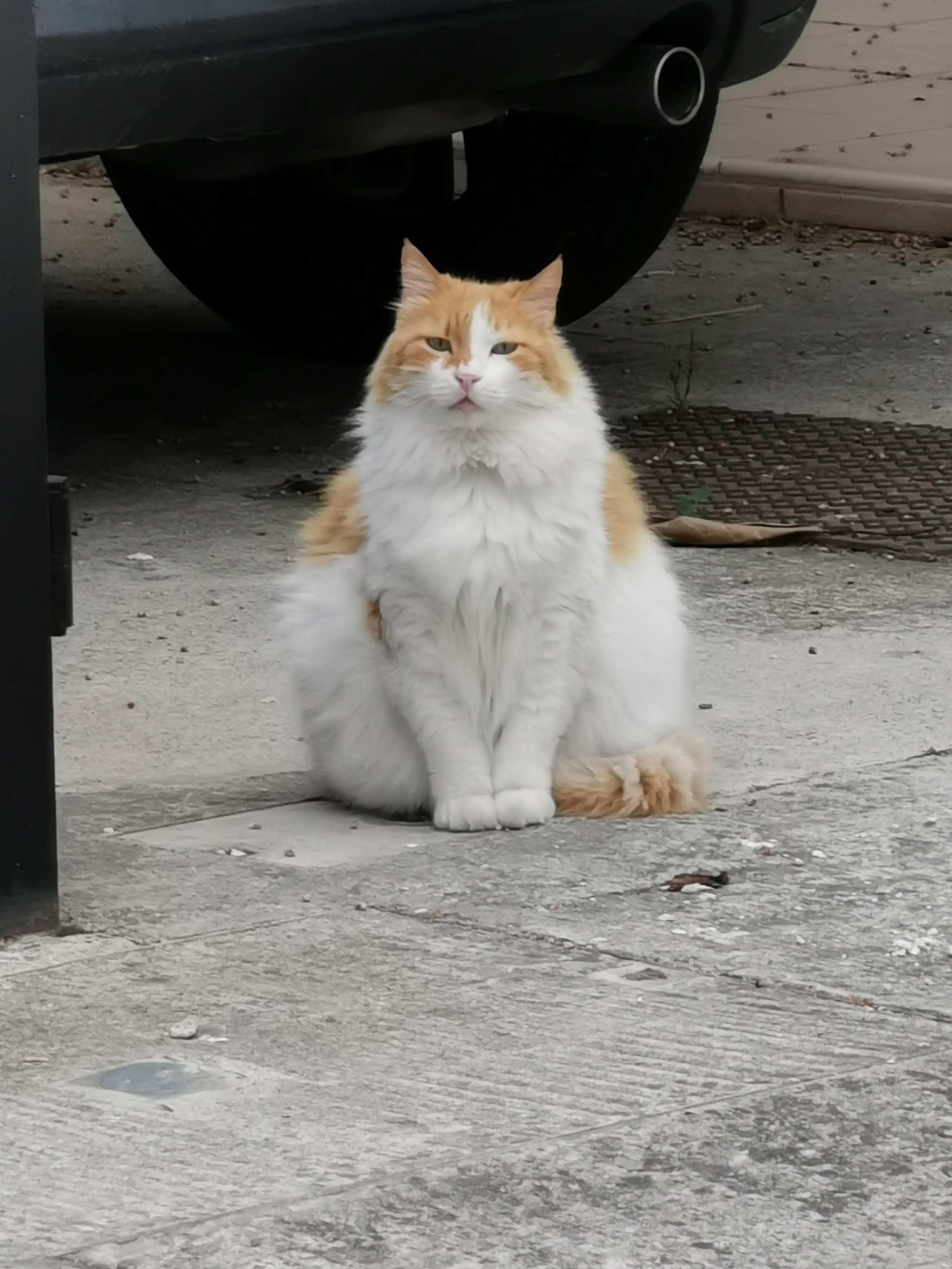 Fluffy, so fluffy - My, cat, Fat cats