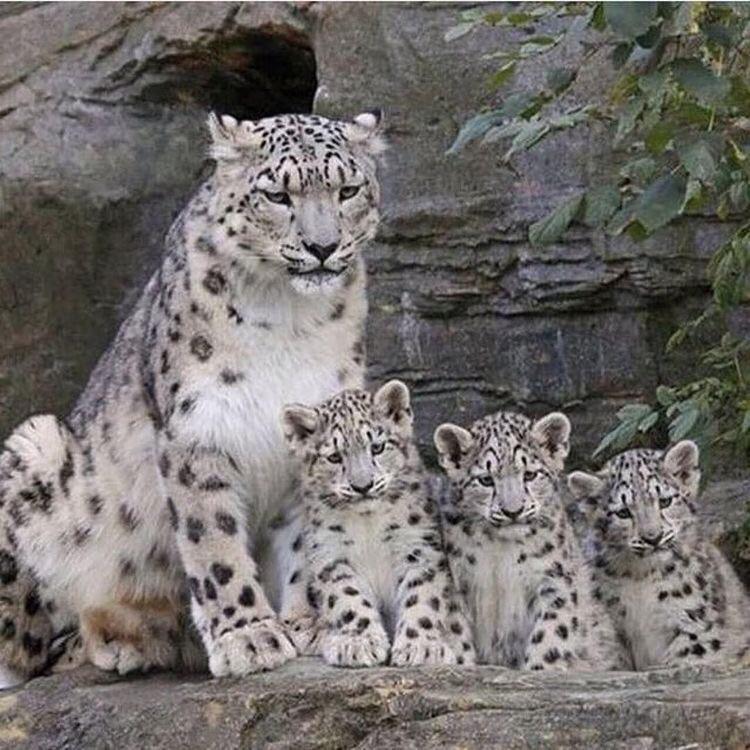 Even despondent - Snow Leopard, Family, Despondency, The photo