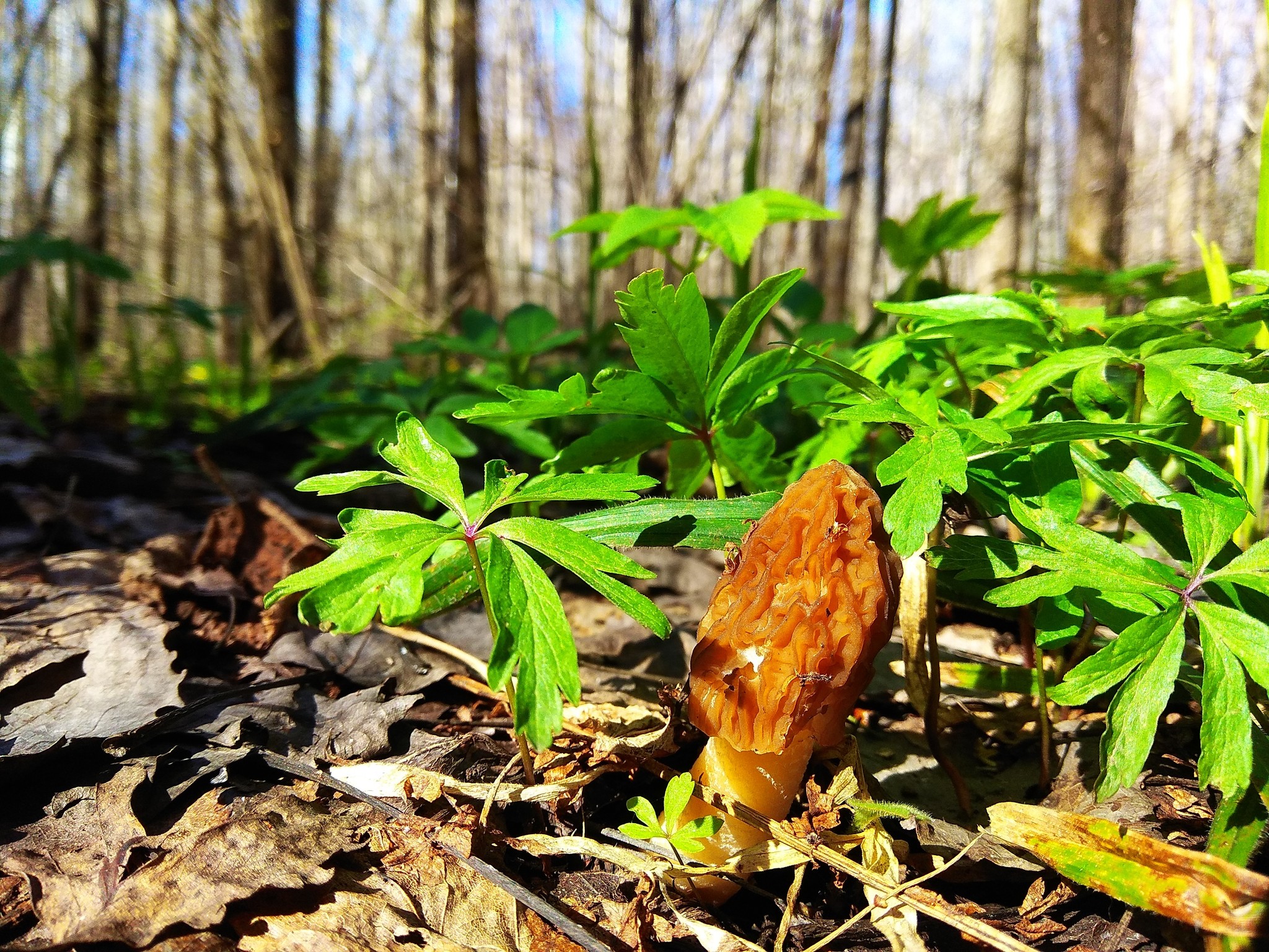 My silent hunt - My, Spring, Mushrooms, Morels, Longpost