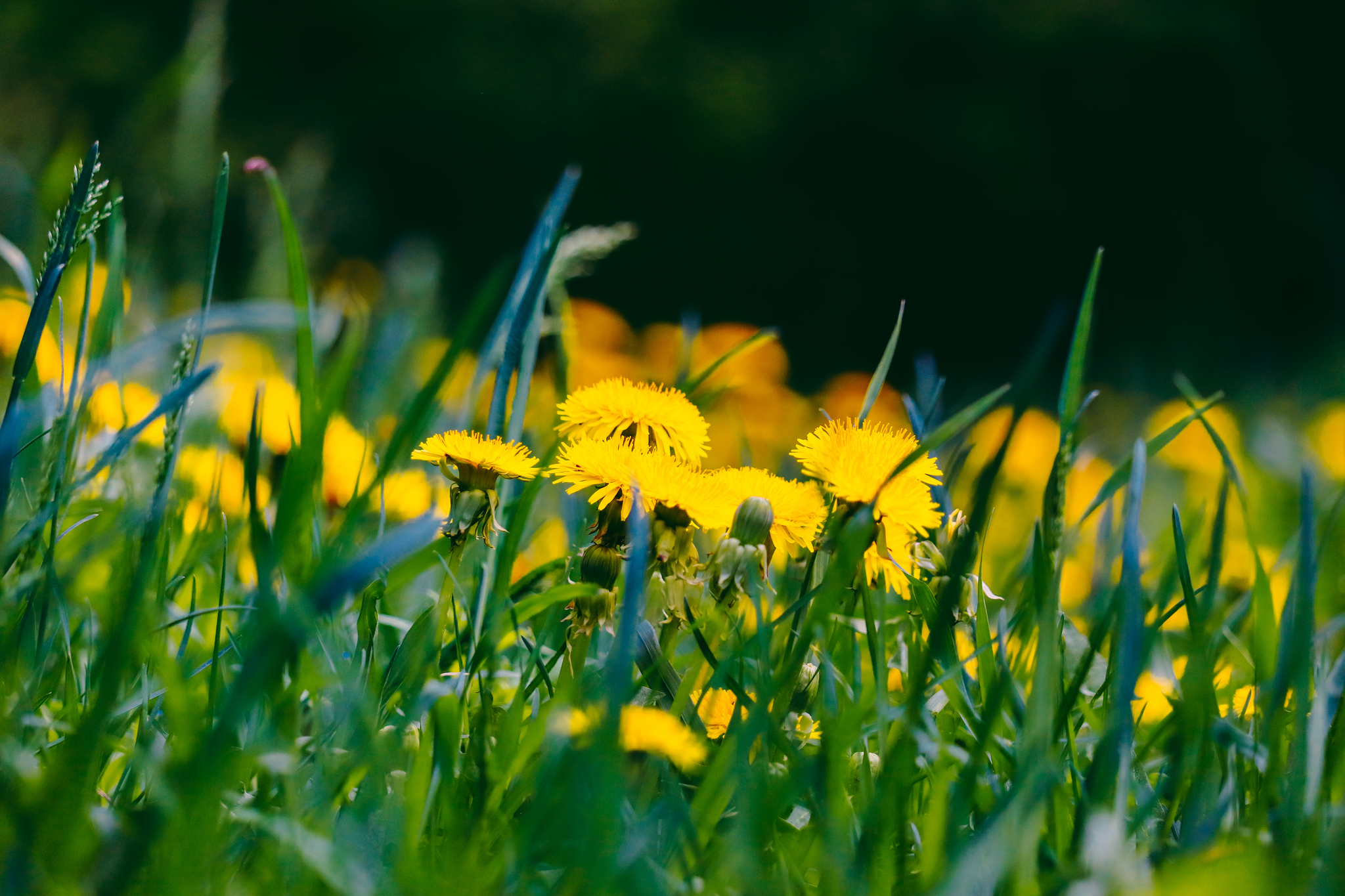 Spring mood - My, The photo, Nature, Spring, Canon 800D, Bike ride, Longpost