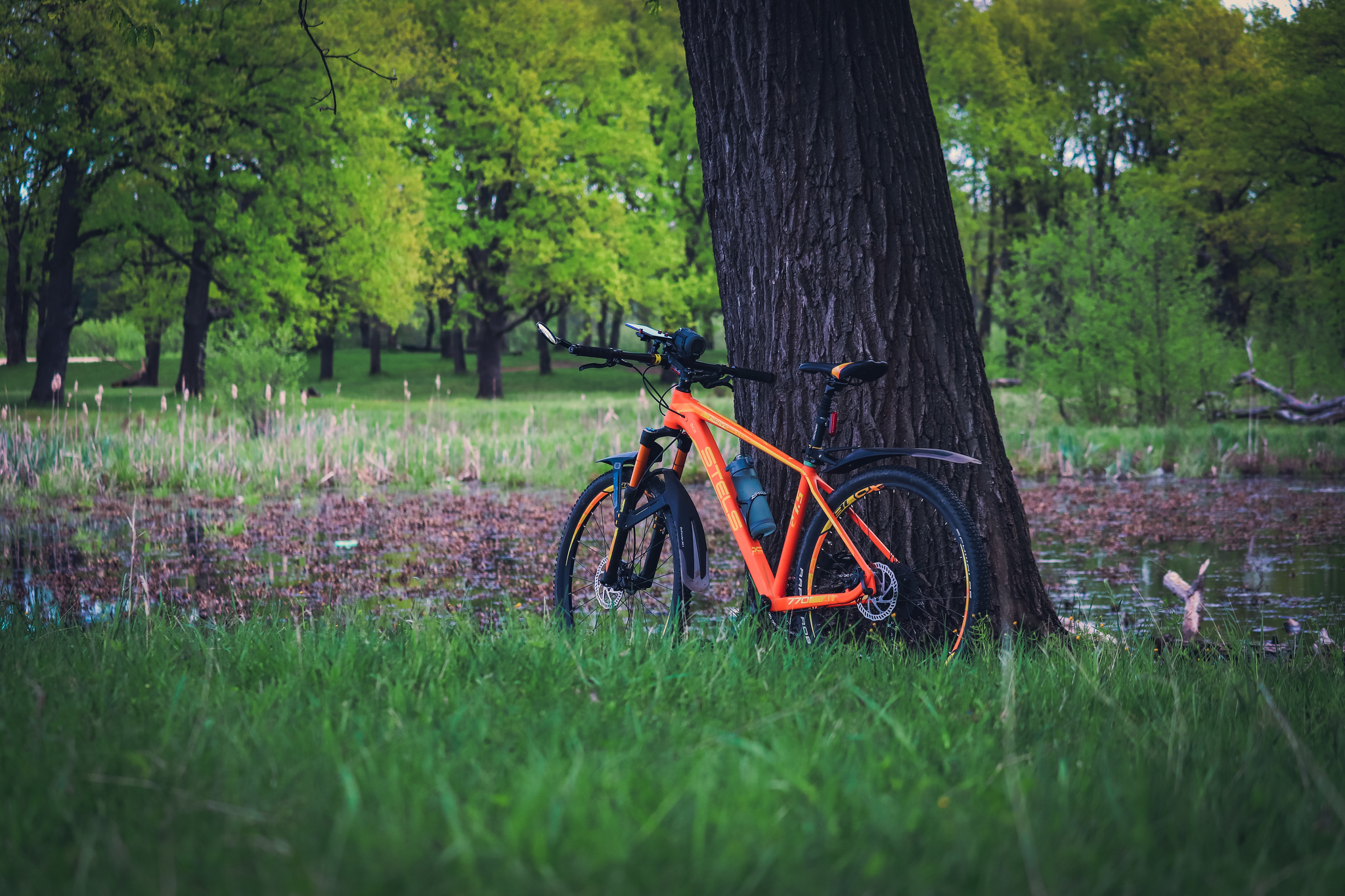 Spring mood - My, The photo, Nature, Spring, Canon 800D, Bike ride, Longpost