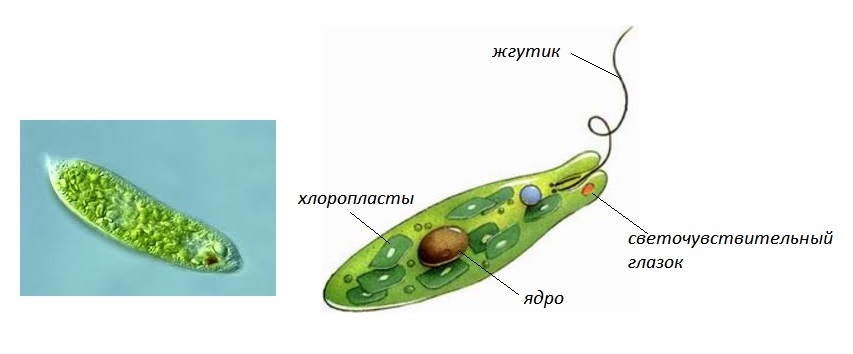 Such different algae - My, Seaweed, Biology, Nauchpop, Educational program, The science, Algology, Plants, cyanobacteria, Longpost