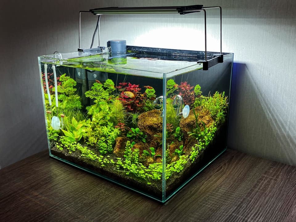 Shrimpua Anton (aquaMegaClub) - nano, 25l - Aquarium, Aquarium