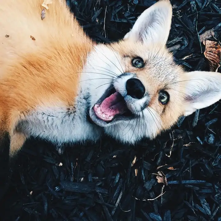 Are foxes really as cunning as in fairy tales? Fox intelligence - My, Animals, Zoopsychology, Video, GIF, Longpost, Interesting, Fox, Milota, Canines