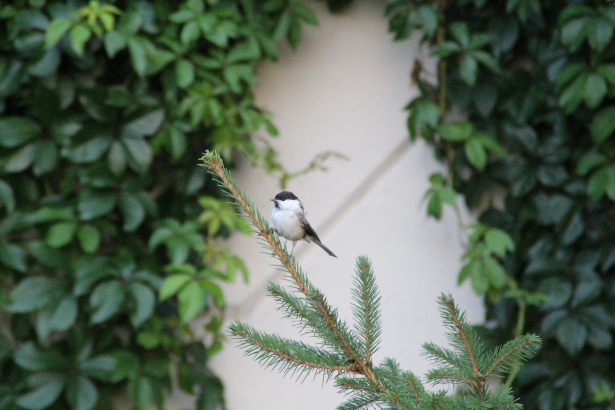 Brown-headed Chickadee, Puffy Chickadee - My, Birds, Plump, Longpost, Ornithology