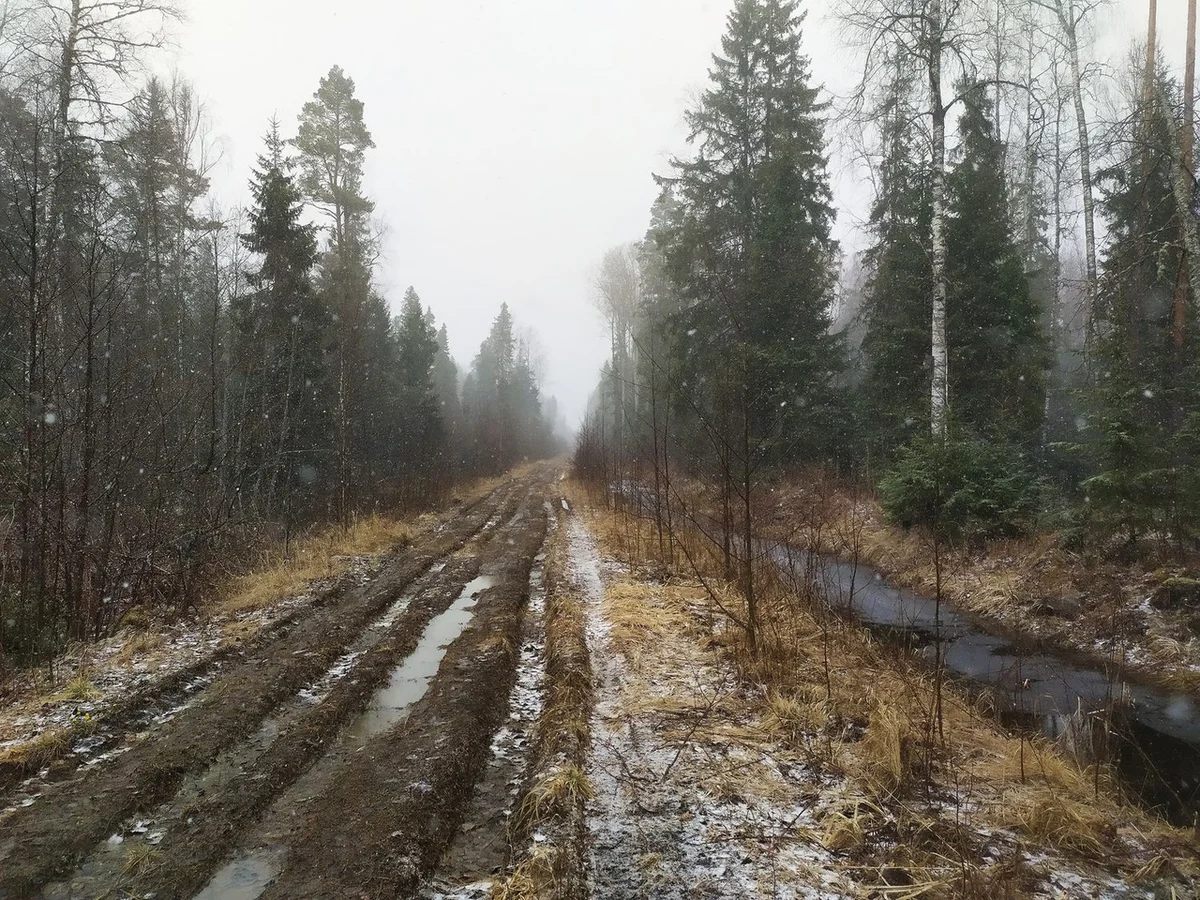 We drove along impassable logging roads of the Vepsian forest to the mysterious Finnish fortifications. Part I - Travels, Карелия, Abandoned, Forest, Swamp, Longpost, Road trip, Yandex Zen