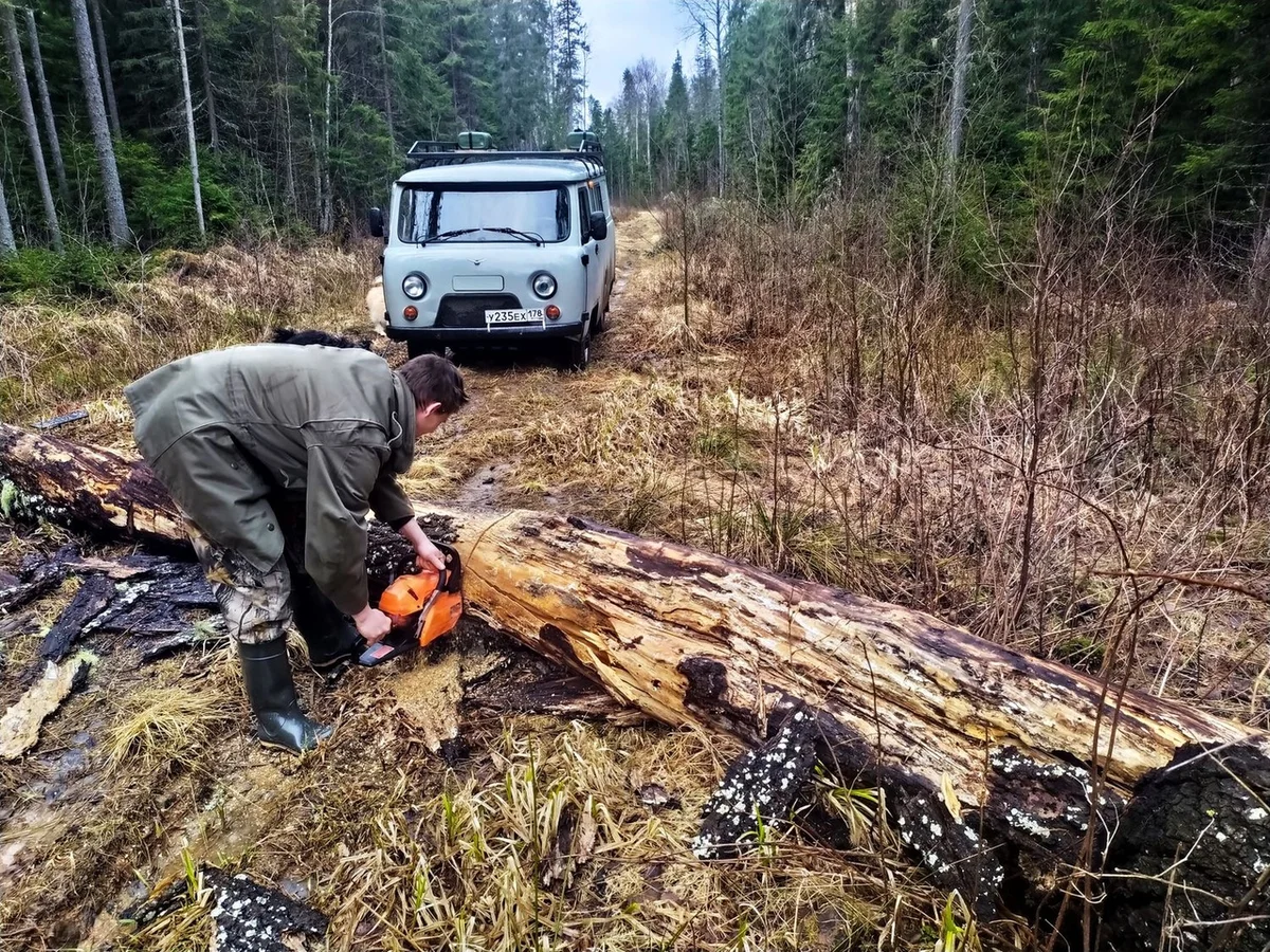 We drove along impassable logging roads of the Vepsian forest to the mysterious Finnish fortifications. Part I - Travels, Карелия, Abandoned, Forest, Swamp, Longpost, Road trip, Yandex Zen