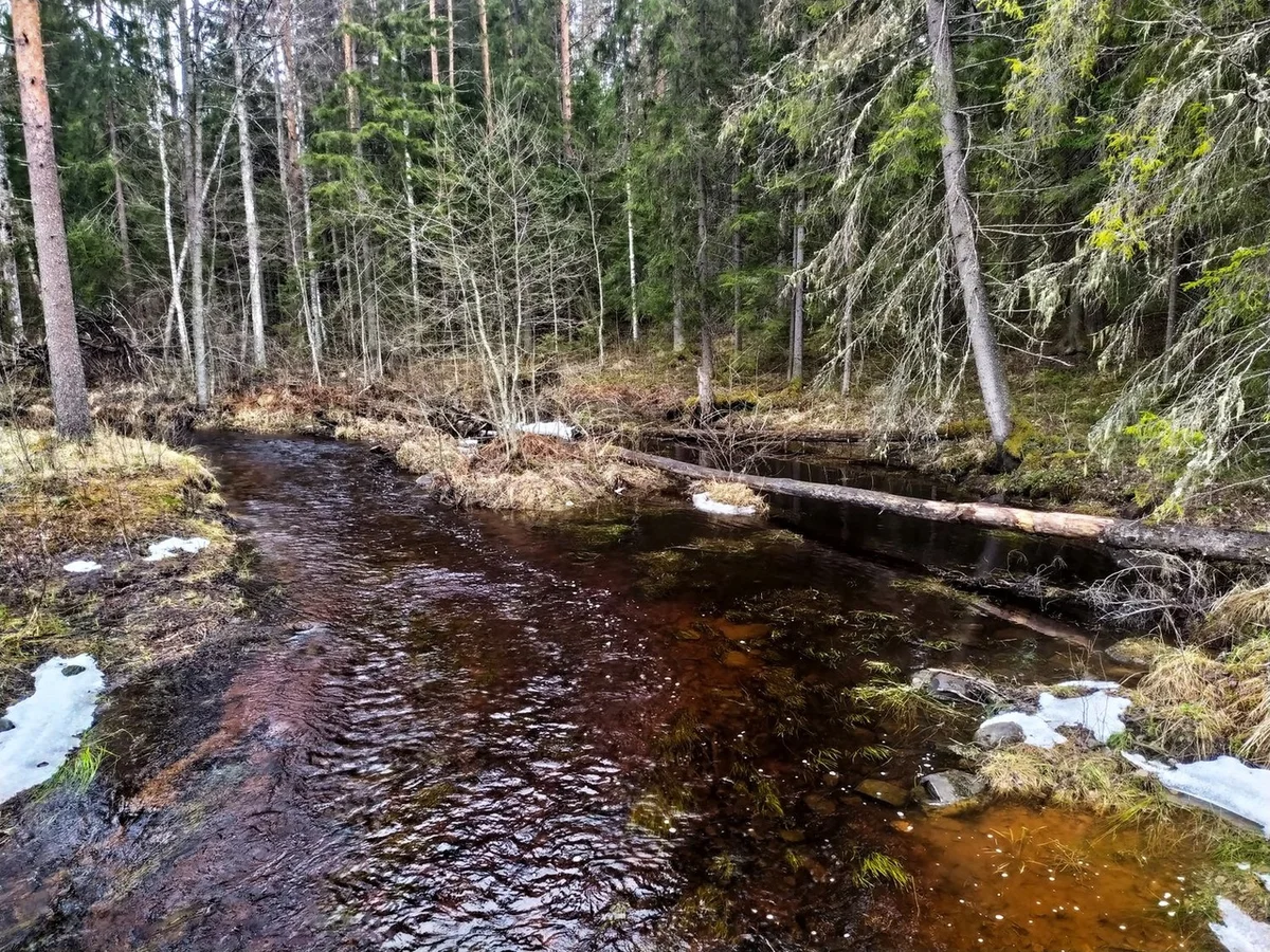 We drove along impassable logging roads of the Vepsian forest to the mysterious Finnish fortifications. Part I - Travels, Карелия, Abandoned, Forest, Swamp, Longpost, Road trip, Yandex Zen