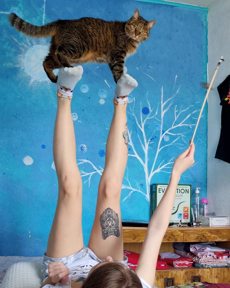 Whoosh - My, cat, Acrobatics