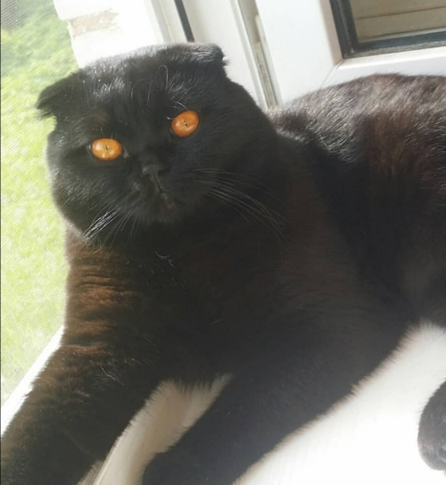 Cats in the feed - My, cat, Scottish lop-eared, Longpost