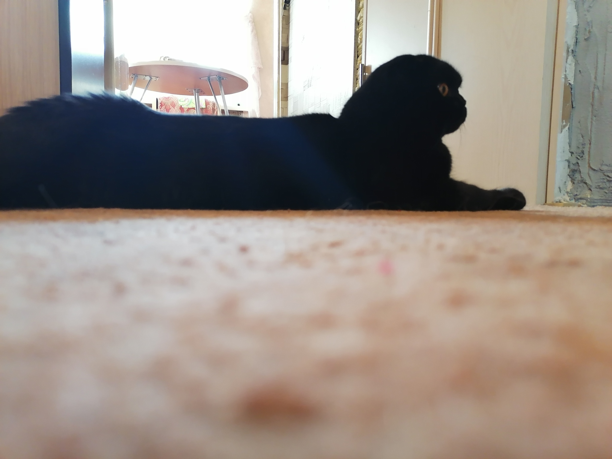 Cats in the feed - My, cat, Scottish lop-eared, Longpost