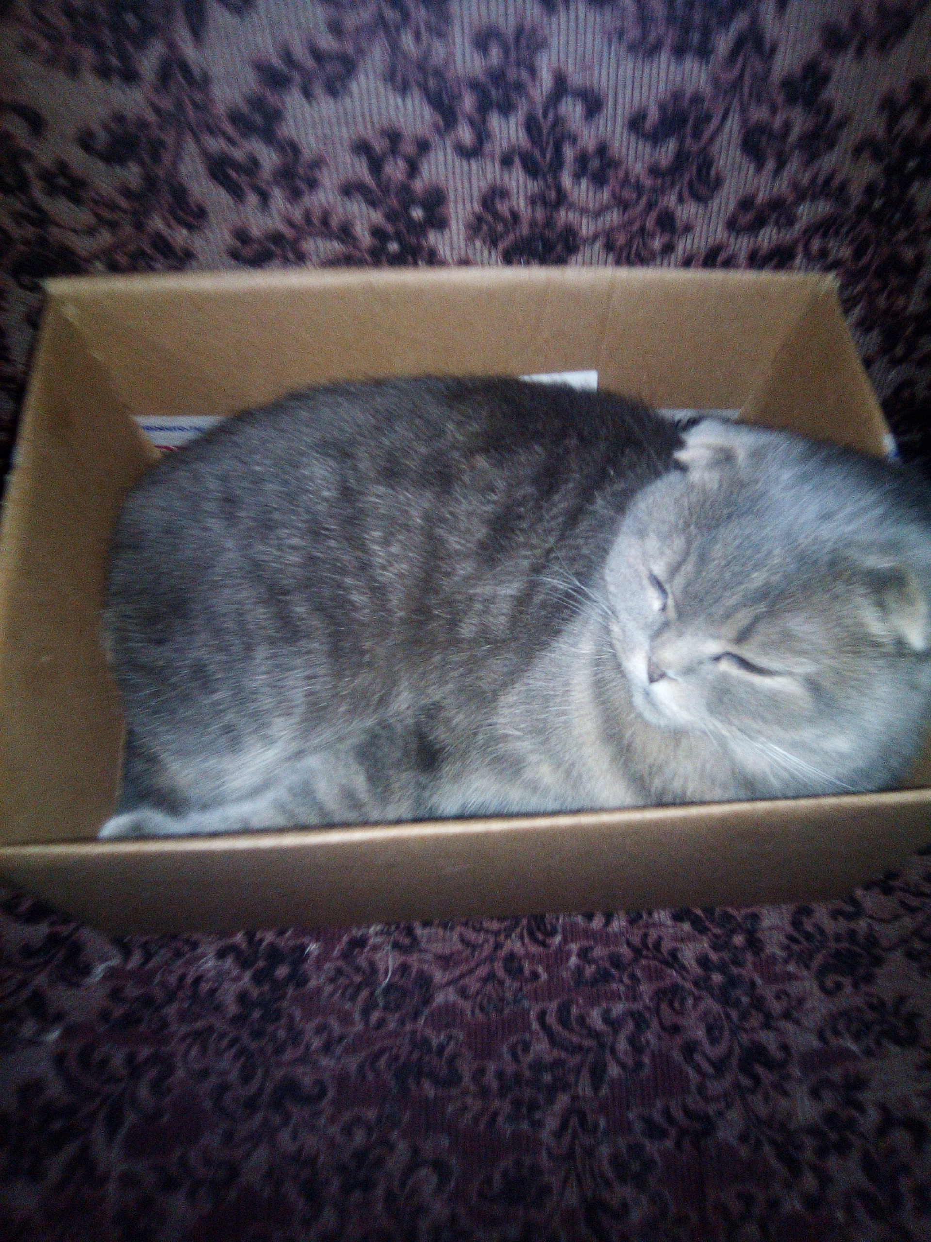 Catbox - My, Images, Scottish lop-eared, cat, Box and cat