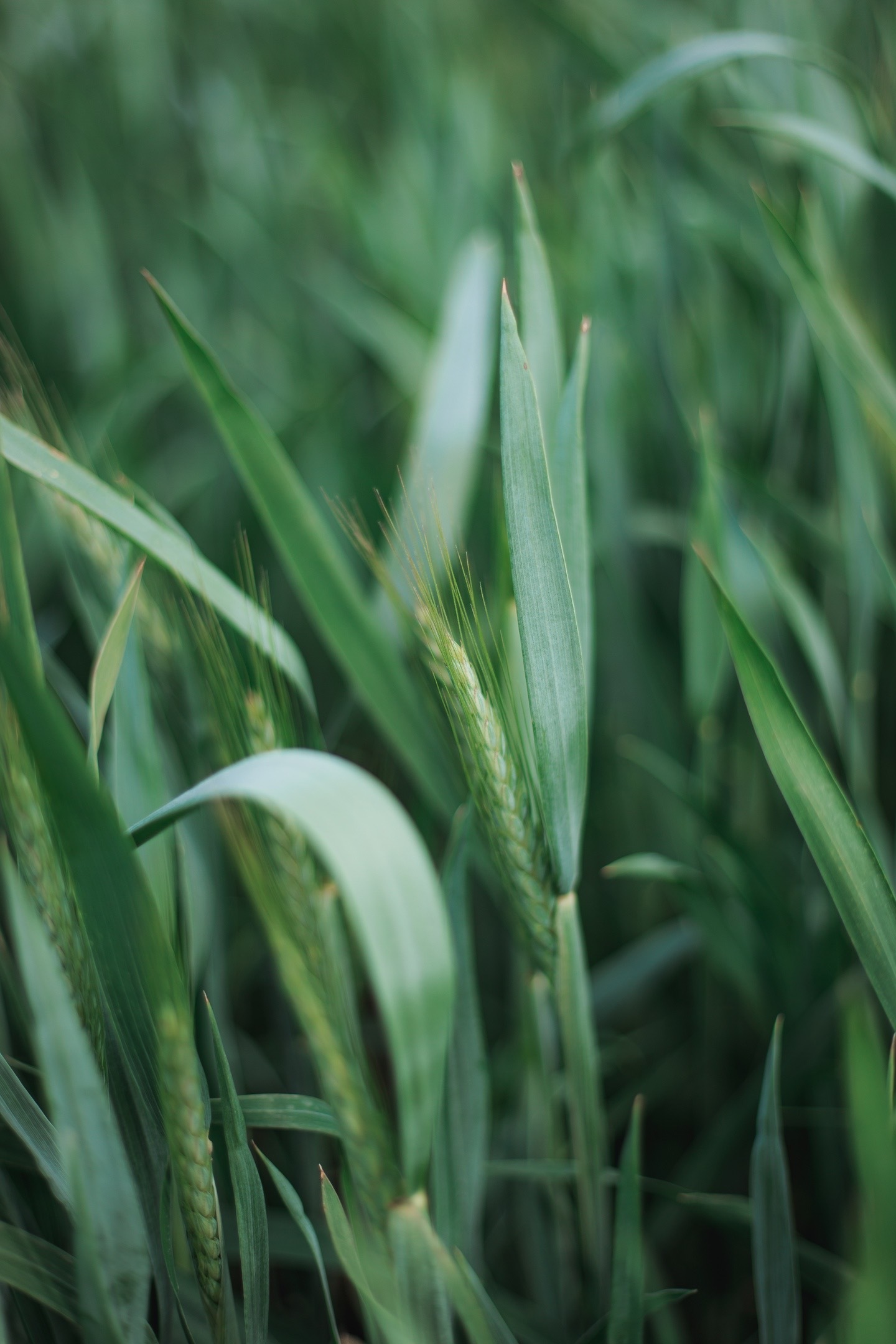 Almost summer - My, Nature, Field, Spring, Longpost, The photo