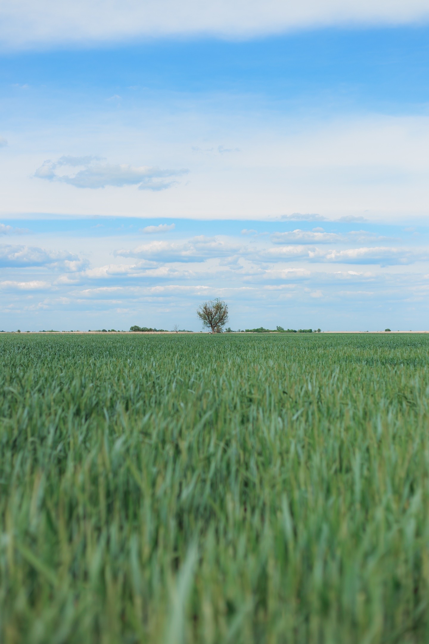 Almost summer - My, Nature, Field, Spring, Longpost, The photo