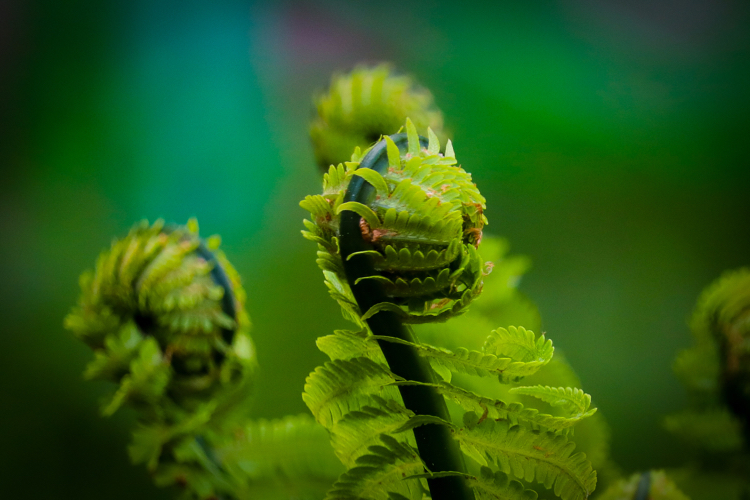 Spring mood - My, The photo, Nature, Plants, Bike ride, Lilies of the valley, Longpost