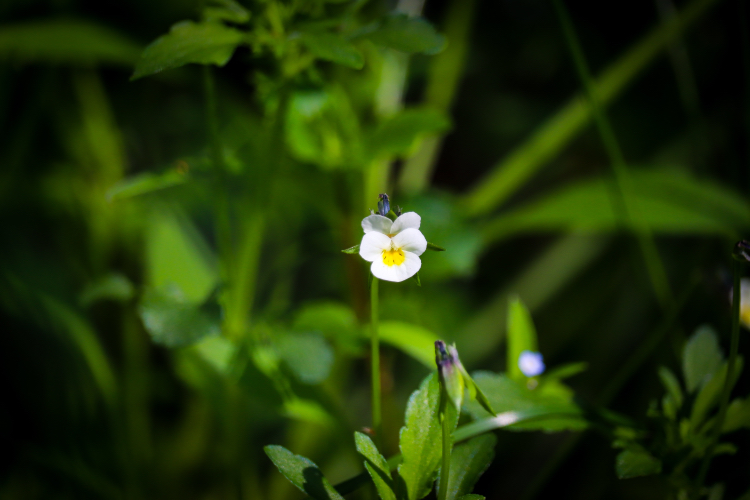 Spring mood - My, The photo, Nature, Plants, Bike ride, Lilies of the valley, Longpost