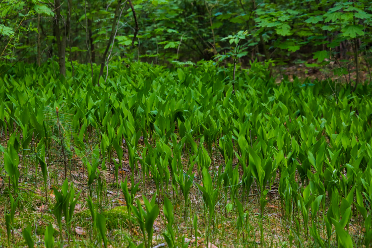 Spring mood - My, The photo, Nature, Plants, Bike ride, Lilies of the valley, Longpost