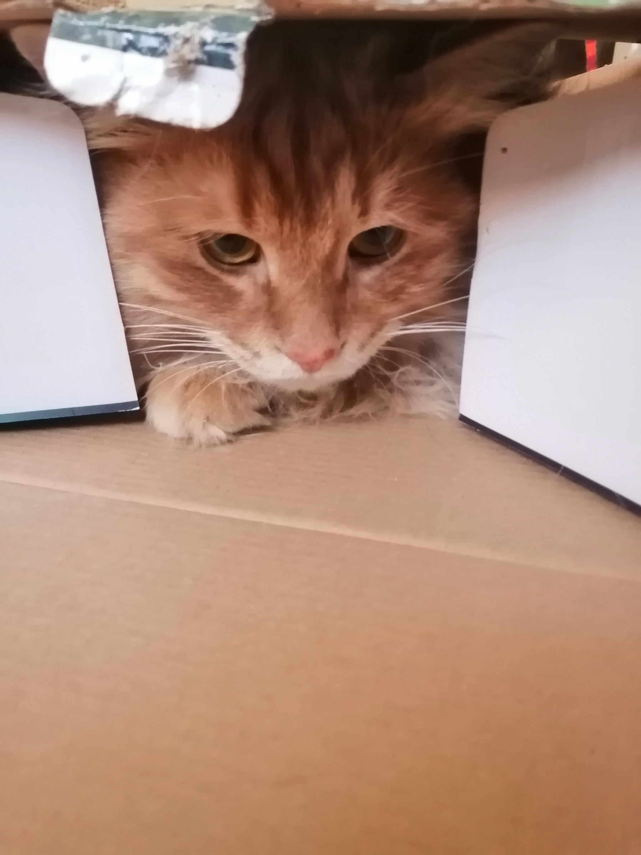 Cat dunce - My, Kurilian Bobtail, Goonies, Longpost, cat, Box and cat