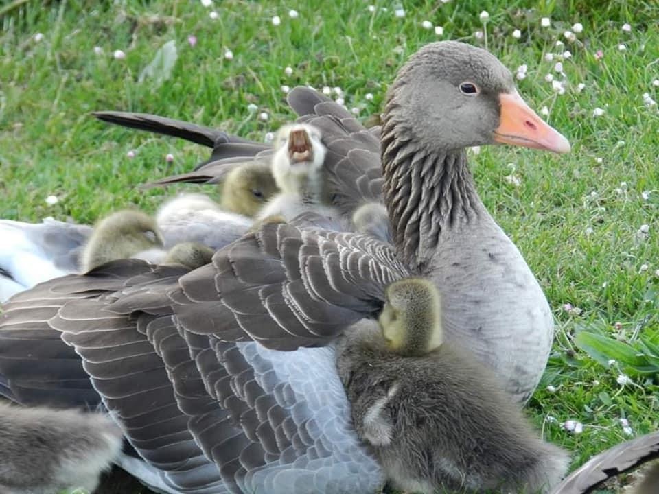 With mom - Milota, Chick, Longpost, Гусь